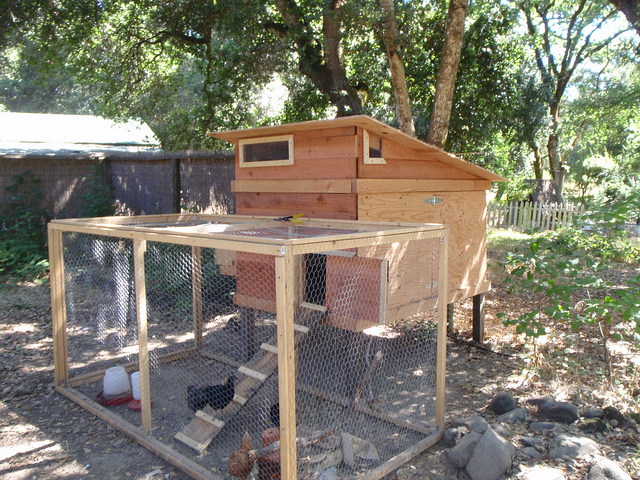 Wondering how to build a chicken coop like this?